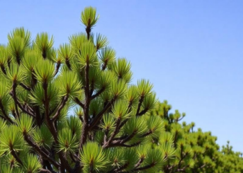 Pines planted far from home grow faster and shrug off drought better