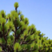 Pines planted far from home grow faster and shrug off drought better