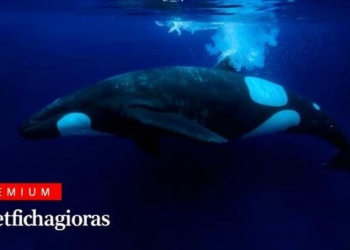 Flukeprint eDNA Reveals Skin Bacteria of Free-Ranging Transient Killer Whales