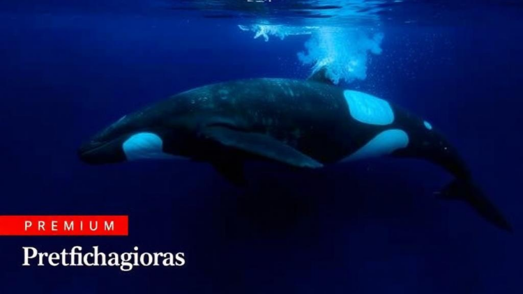 Flukeprint eDNA Reveals Skin Bacteria of Free-Ranging Transient Killer Whales