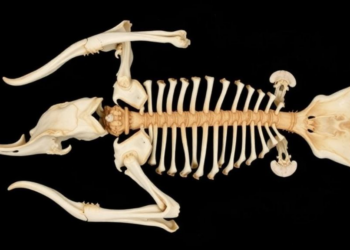 Roadkill forensics: CT scans reveal bone secrets of semi-arid wildlife