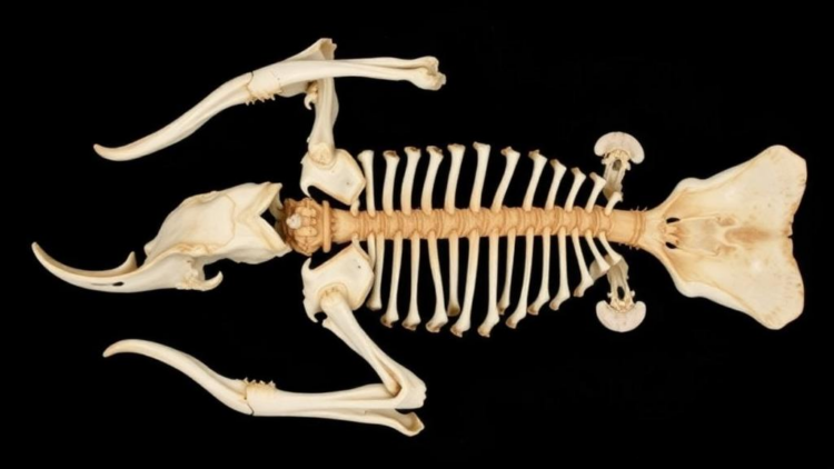 Roadkill forensics: CT scans reveal bone secrets of semi-arid wildlife