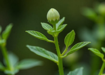 One RNA-Binding Protein Rewrites How Young Plants Grow Up