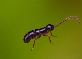 Purple Springtail From Brazilian Cerrado Doubles the Continent’s Collophora Record and Exposes Gaps in Springtail Classification