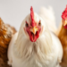 Gut Microbes and Tryptophan Metabolism Linked to Aggression in Stressed Chickens
