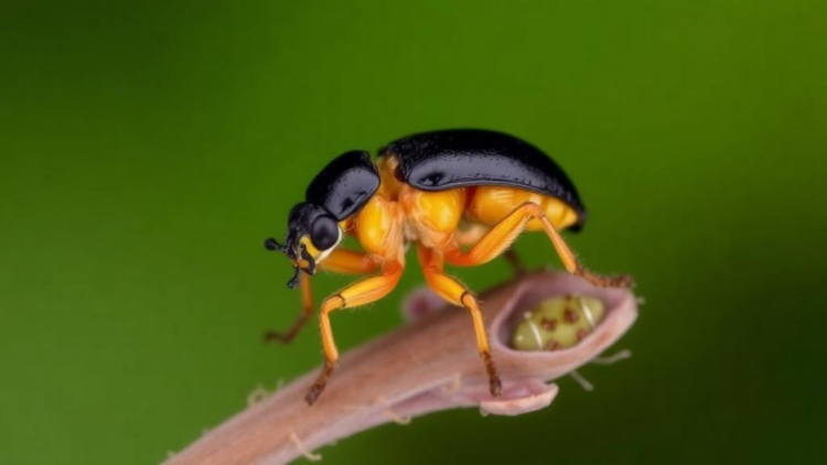 Hidden Split in a Caucasus Rove Beetle Reveals Micro-Endemism and a Widespread Wolbachia Infection