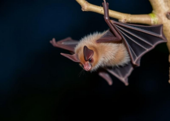Spider-eating bat’s diet shaped by forests, farms and urban sprawl