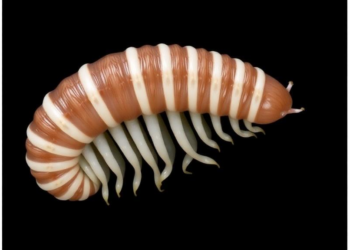 Hamburg’s Annelid Type Collection Reveals 148 Species in Landmark Catalog