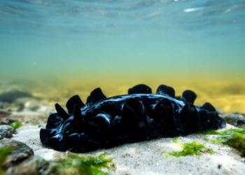 Jet-Black Sea Slug Surprises Scientists With an 800 km Leap Into the Cold Yellow Sea