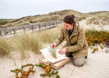 European Coastal Dune Vegetation Gets a sweeping Nomenclatural Makeover