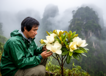 Vietnam’s misty peaks yield a striking new magnolia species