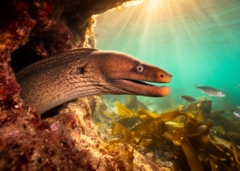 Slender giant moray makes record-breaking appearance in Korean waters