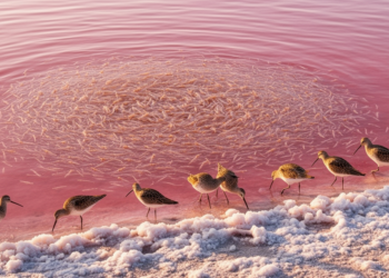 Invasive brine shrimp rapidly reshapes hypersaline ecosystems and disrupts bird parasites