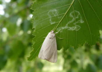 Tiny moth’s stealthy march: birch leafminer spreads across Europe unnoticed