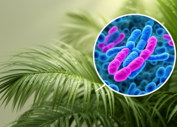 Amazon’s Favorite Palms Hide a Chromosomal Secret, New Study Reveals