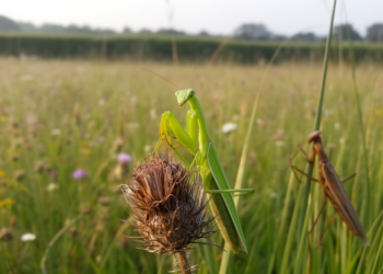 Citizen scientists reveal two alien mantis species quietly spreading across Europe