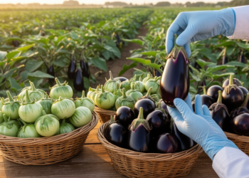 SSR Markers Reveal Hidden Genetic Diversity in 42 Eggplant Lines