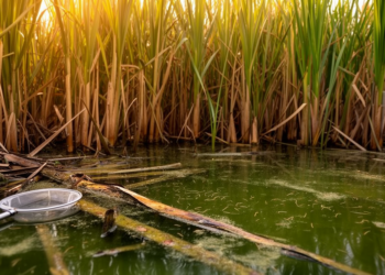Invasive Giant Reed Supercharges Mosquito Growth by Rewiring Aquatic Microbial Food Webs