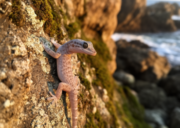 New gecko species hiding in plain sight on Japan’s rocky western coast