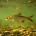 Cactus roach surfaces in Bulgarian Danube for the first time, rewriting a century of fish records