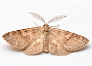 African moth long mislabelled Nychiodes is actually an Aphilopota species