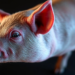 Gut Microbes From Elderly Humans Weaken Intestinal Barriers When Transplanted Into Pigs