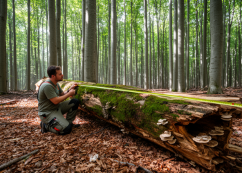 Deadwood Fails as a Yardstick in Georgia’s Managed Beech Forests, Study Finds