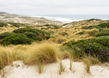 Invasive plants over-stabilise New Zealand dunefield, disrupting natural succession