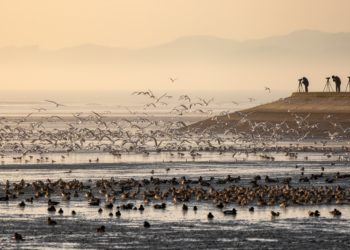 A 2006 Snapshot of 108,000 Wintering Waterbirds Along China’s Fujian Coast Goes Public