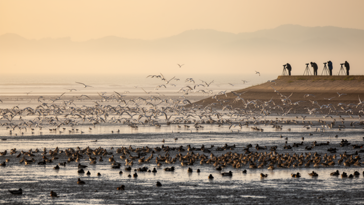 A 2006 Snapshot of 108,000 Wintering Waterbirds Along China’s Fujian Coast Goes Public