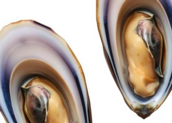 Mussel Gills Host a Year-Round Core Microbiome Shaped by Resident and Transient Microbes