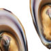 Mussel Gills Host a Year-Round Core Microbiome Shaped by Resident and Transient Microbes