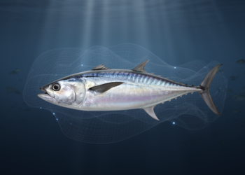Neural Networks and Fuzzy Logic Reveal Overfished Spanish Mackerel Population off Syria