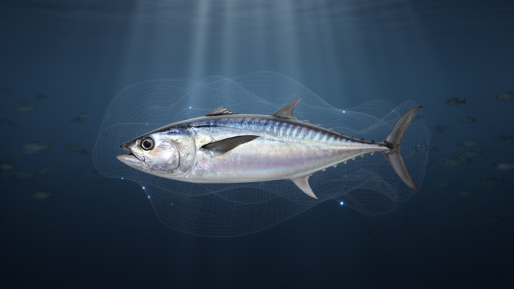 Neural Networks and Fuzzy Logic Reveal Overfished Spanish Mackerel Population off Syria