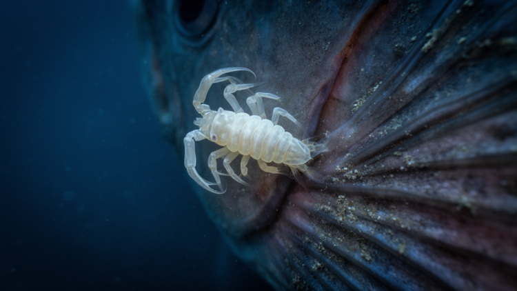 Deep-Sea Parasite Revealed as New Genus After Molecular and Morphological Analysis
