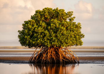 Rare mangrove’s bioclimatic zone stretches far beyond its known range
