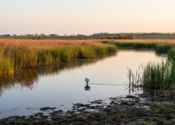 Seasonal synchrony inflates spatial dependence in water-quality Markov chains: evidence from a fine-scale agricultural wetland