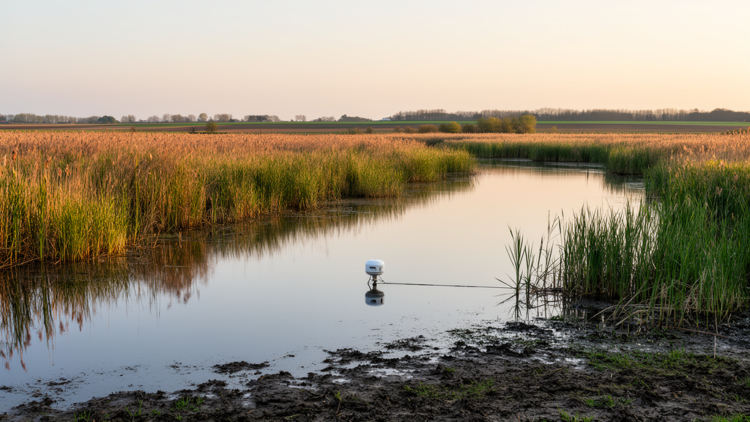 Seasonal synchrony inflates spatial dependence in water-quality Markov chains: evidence from a fine-scale agricultural wetland