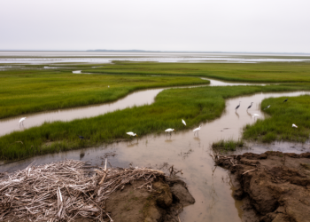 Climate Change Threatens Coastal Wetland Biodiversity