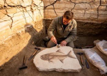 Sinkholes of Stone: New Study Rewrites the Story of Lebanon’s Spectacular Cretaceous Fish Fossils