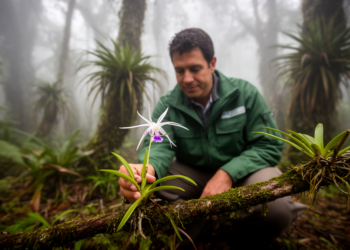 New Ecuador Orchid Species Revealed in Threatened Cloud Forests
