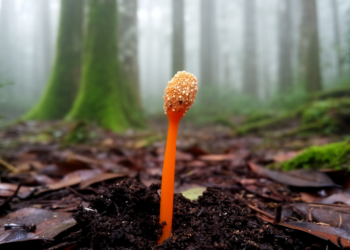 New Cordyceps Species Found in Yunnan Forests