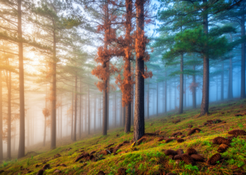 Rare Pine Forests in Northeast China Face Ecological Shifts