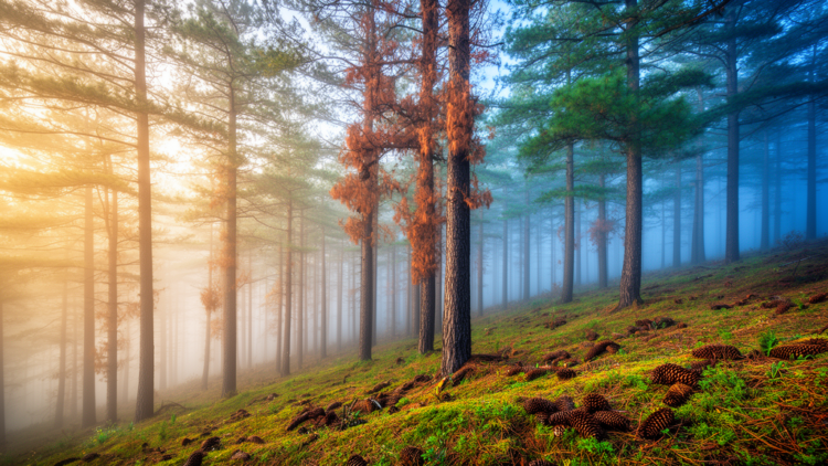 Rare Pine Forests in Northeast China Face Ecological Shifts