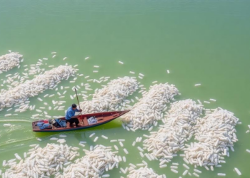 Salinity Swings in Asia’s Largest Lagoon Are Reshaping Fish and Fisher Livelihoods