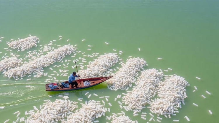 Salinity Swings in Asia’s Largest Lagoon Are Reshaping Fish and Fisher Livelihoods