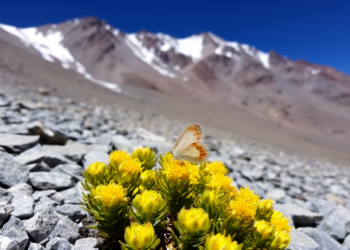 Tiny Butterfly Found Thriving at 5200 Meters in Chile