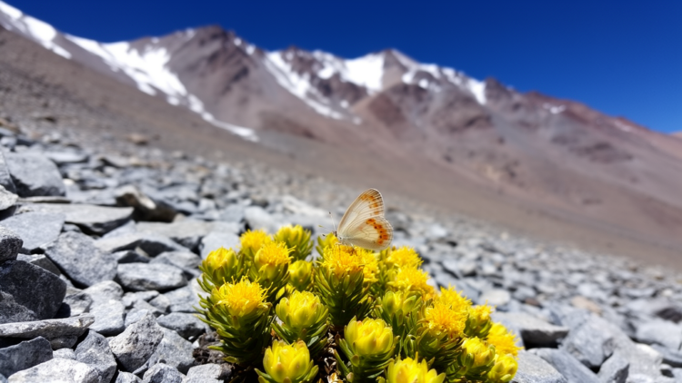 Tiny Butterfly Found Thriving at 5200 Meters in Chile
