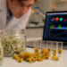 Machine Learning Decodes Osmanthus White Tea Scenting