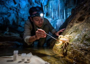 Three New Cave Pseudoscorpion Species Found in Guangxi